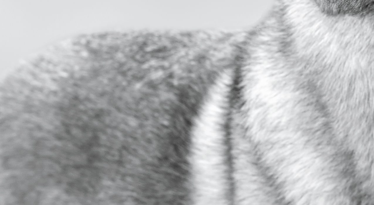 Close-up image of dog's body