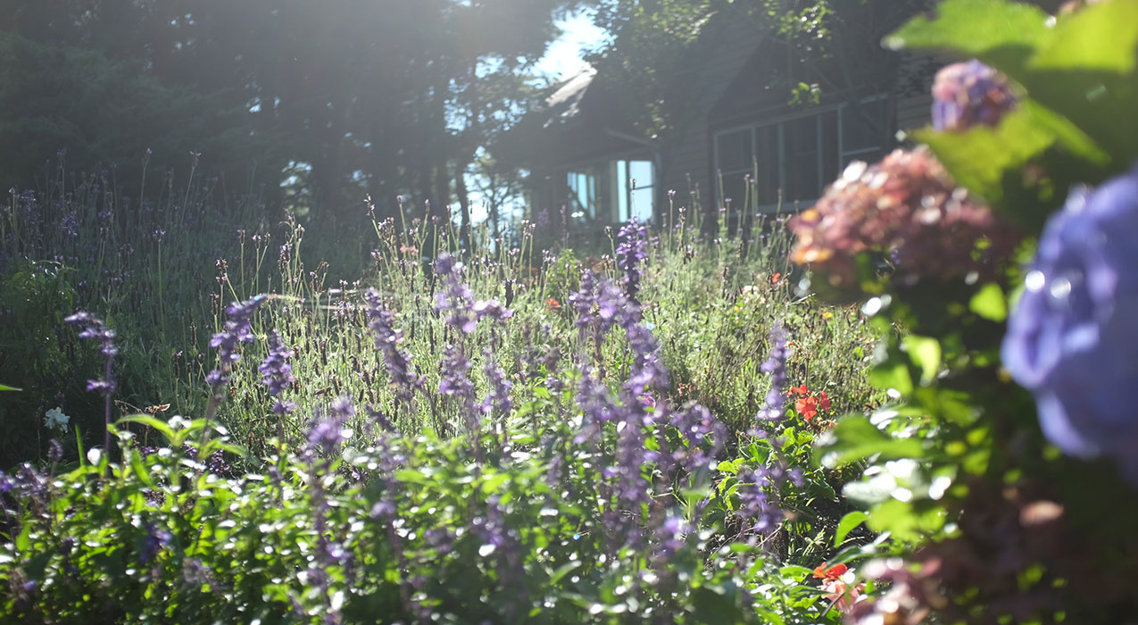 Image of flowers outdoors