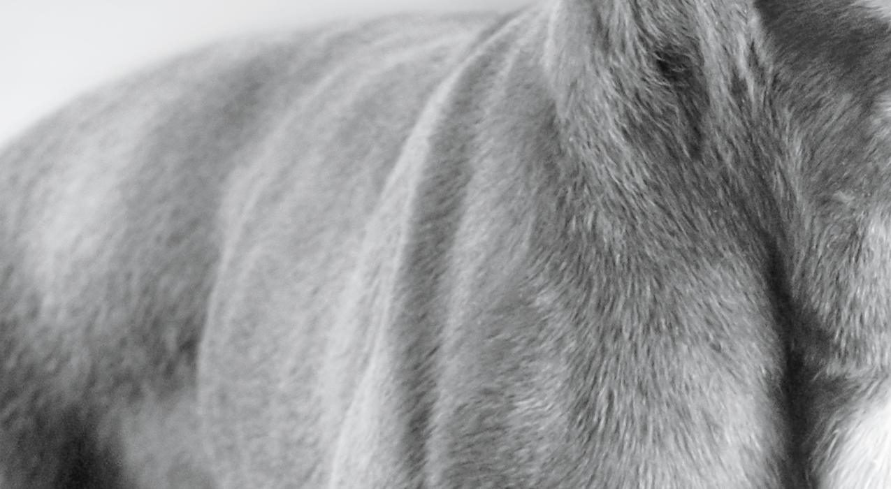 Close-up image of dog's body