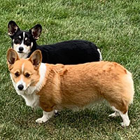 Image of two corgis