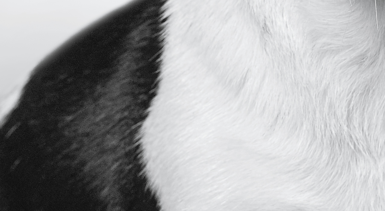 Close-up image of dog's body